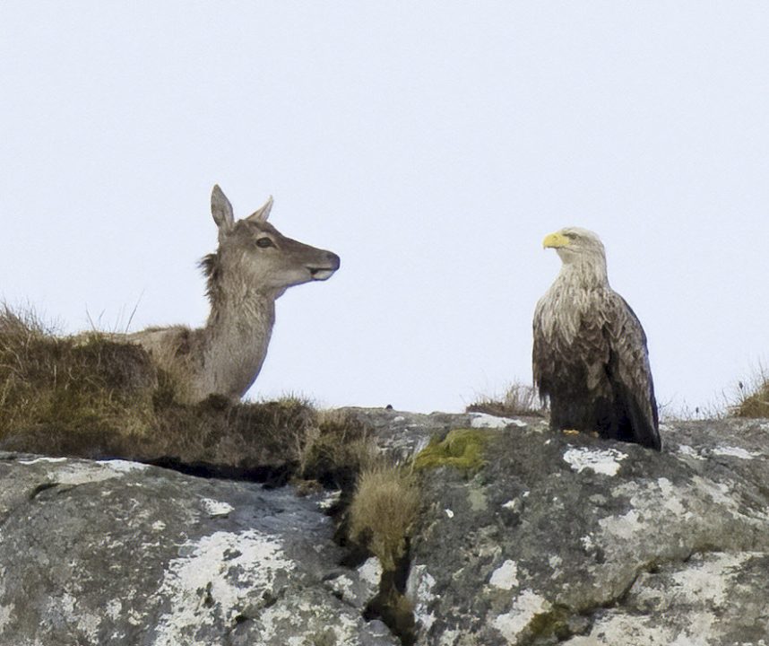 Deer and eagle snapped gazing into each other’s eyes