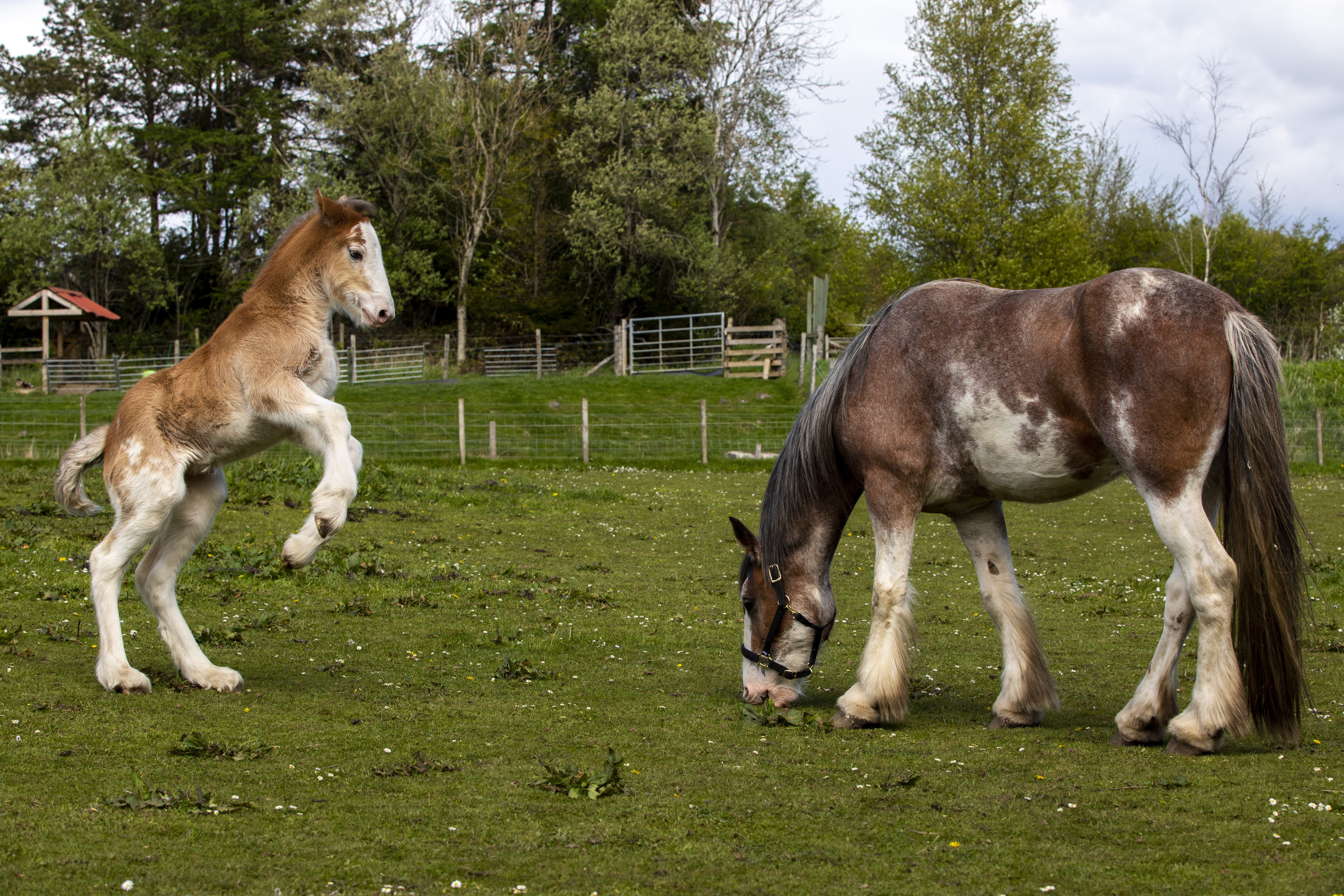 Rowan the Clydesdale foal plays in her field at Almond Valley Heritage Centre.
