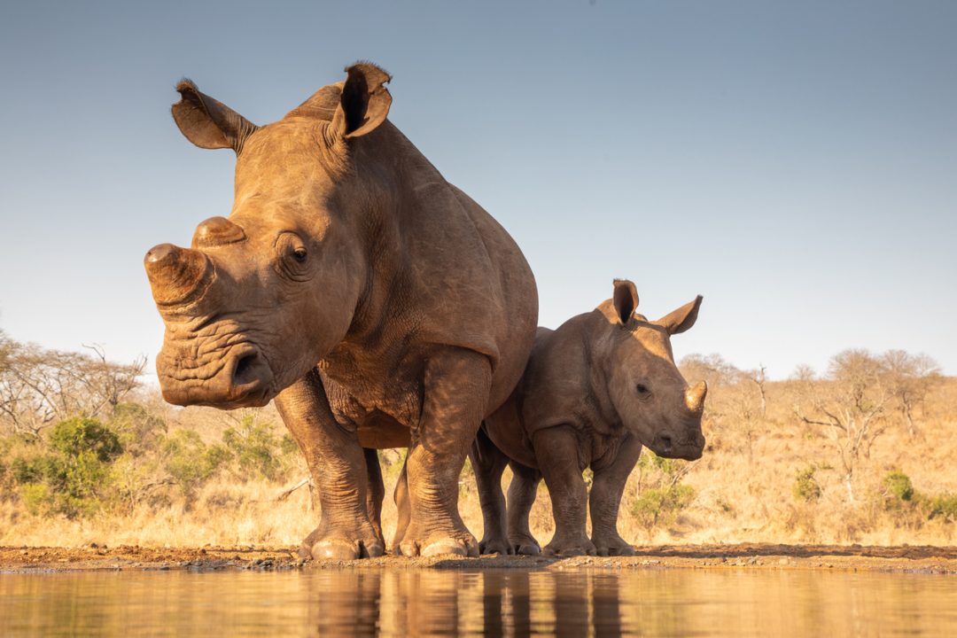 Scots student injured after being attacked by rhino