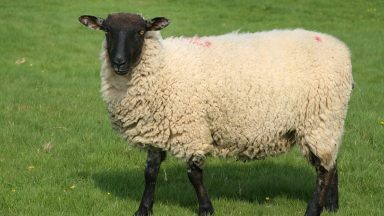 Black-faced sheep ‘deliberately shot’ found dead in field