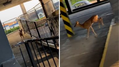 Woman rescues baby deer lost in multi-storey city car park