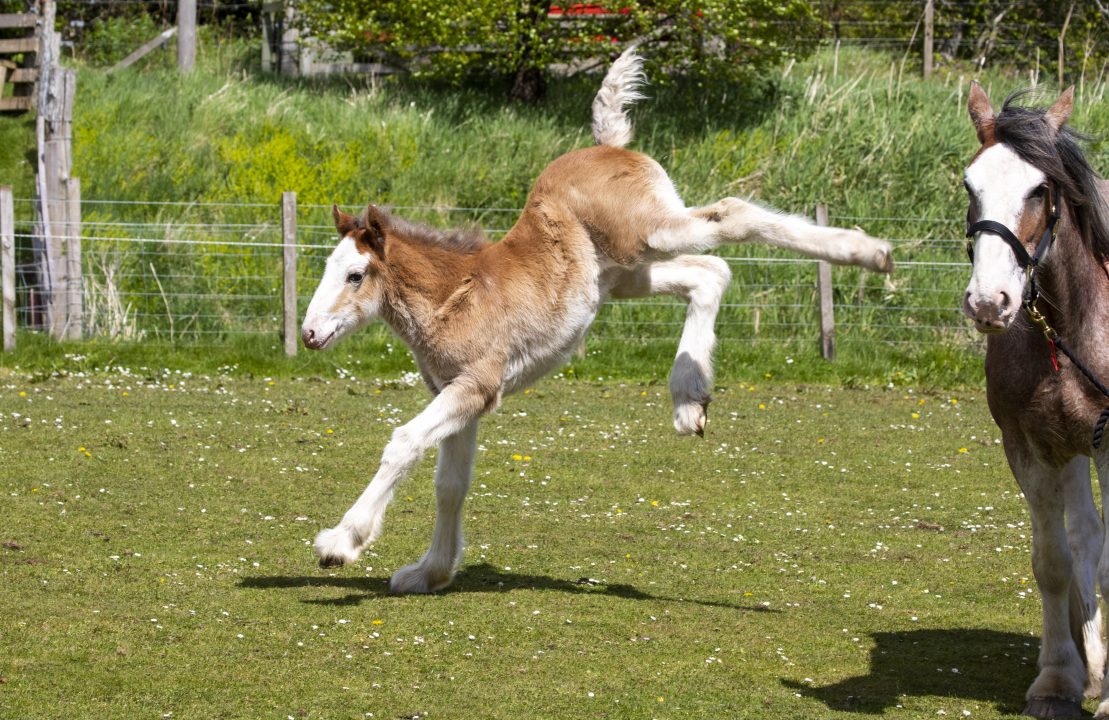 Rare Clydesdale foal born in bid to boost ‘at risk’ species