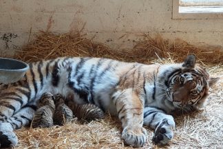 Endangered Amur tiger cubs born at Scottish wildlife park