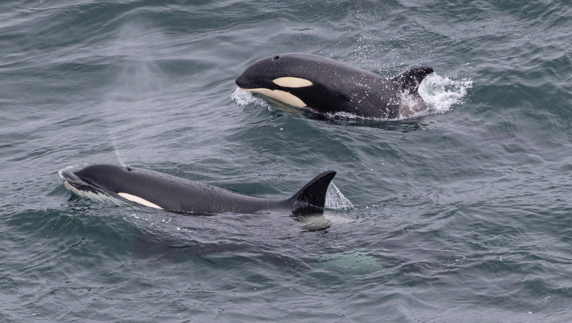 The Orcas came within ten to 20 metres of Karen Munro.