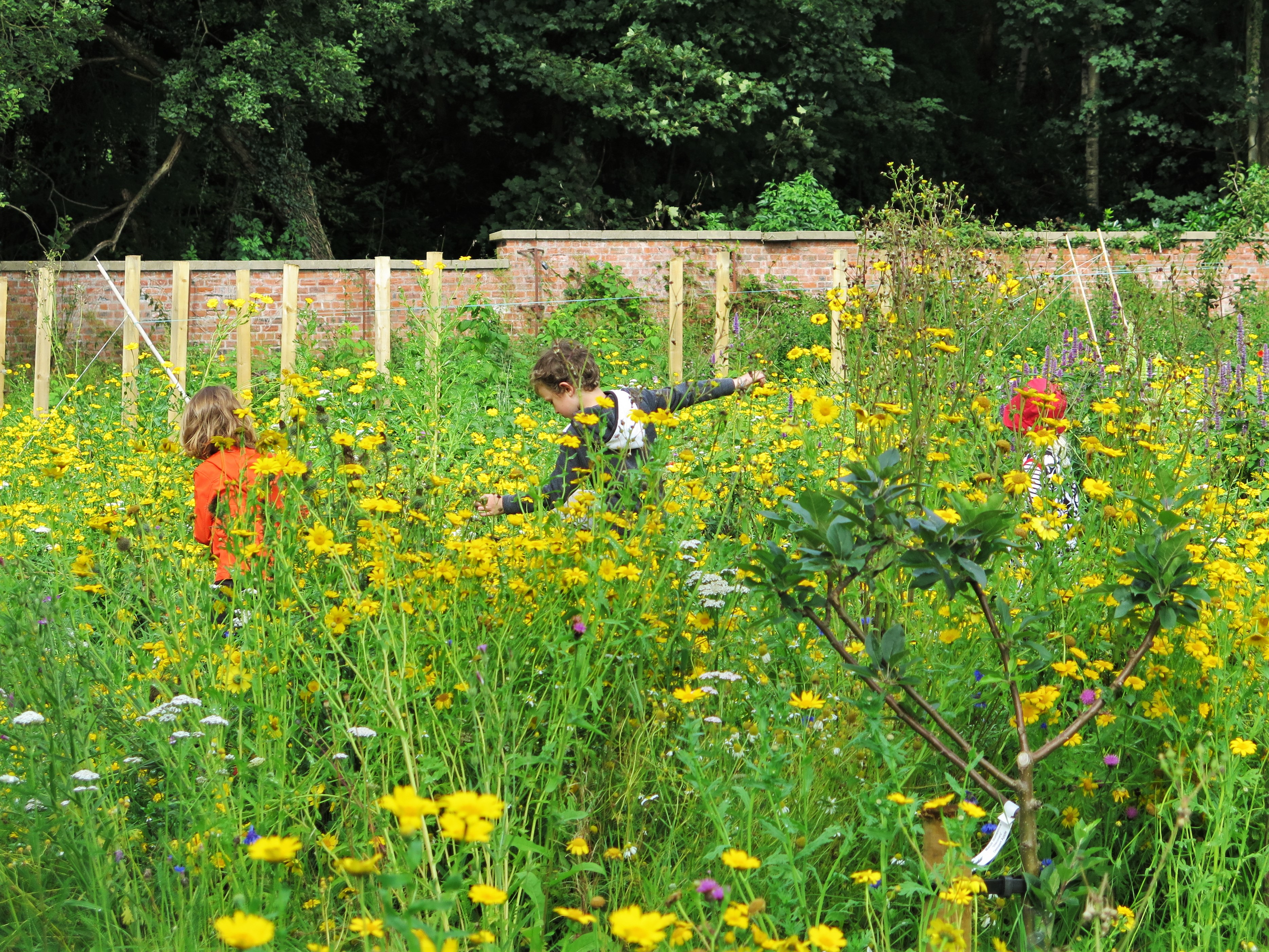 Children play in a meadow at Little Acorns CIC in Auchincruive estate.
