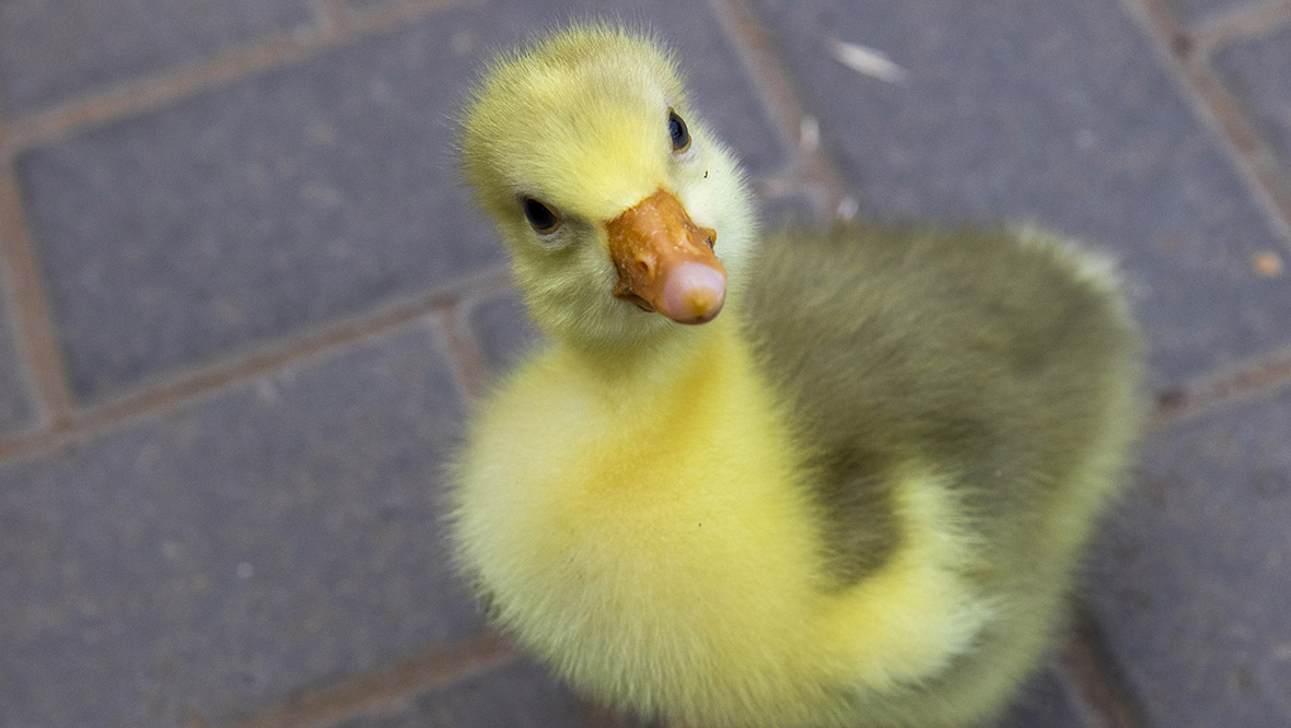 ‘Incredibly rare’ Shetland gosling born at wildlife centre