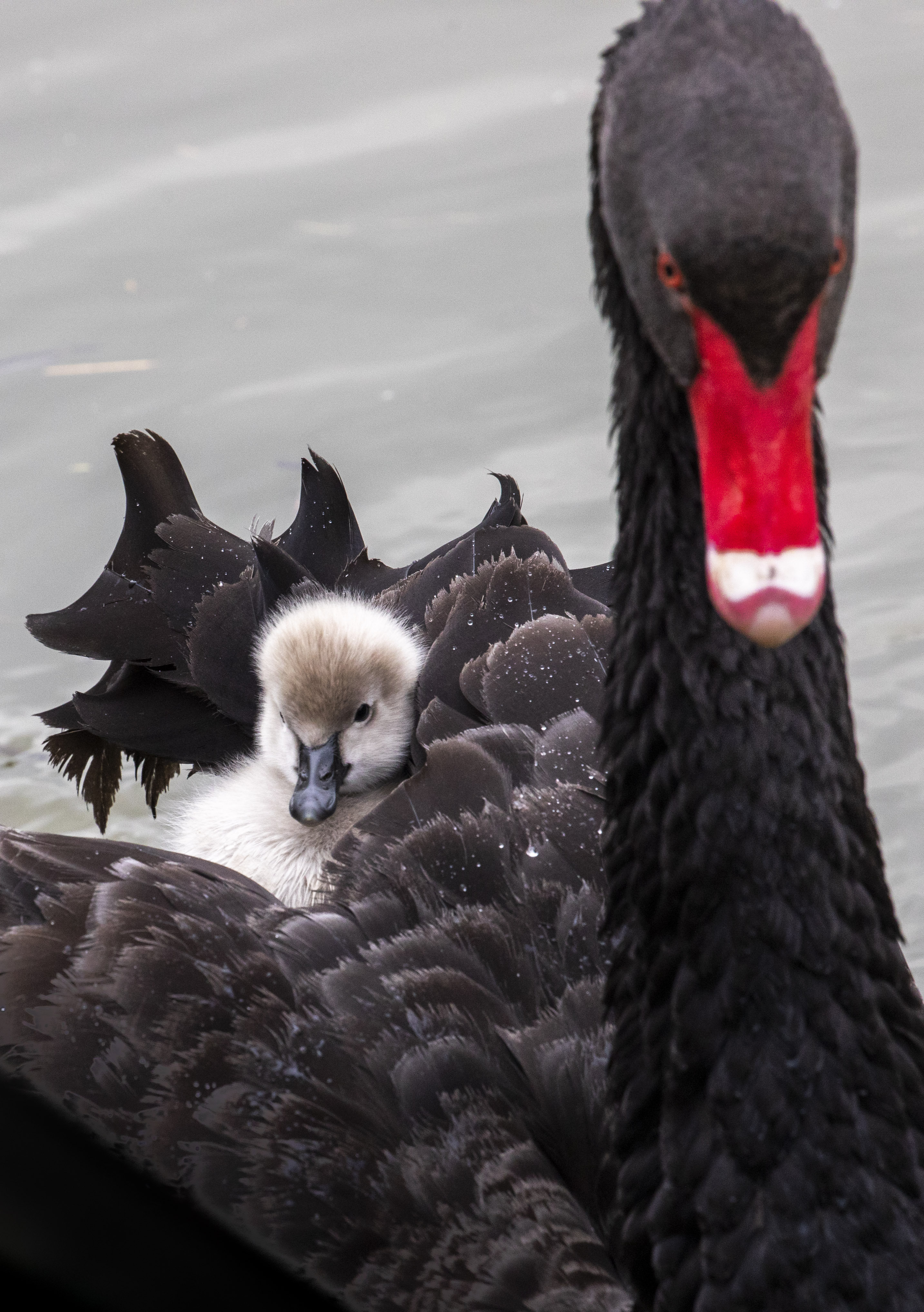 Black swans show off their five new born cygnets at Bird Gardens Scotland in the Borders. 