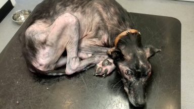 Woman starved pet dog so badly it had to be put down