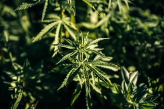 Cannabis farm worth nearly £500,000 seized from industrial unit in East Kilbride