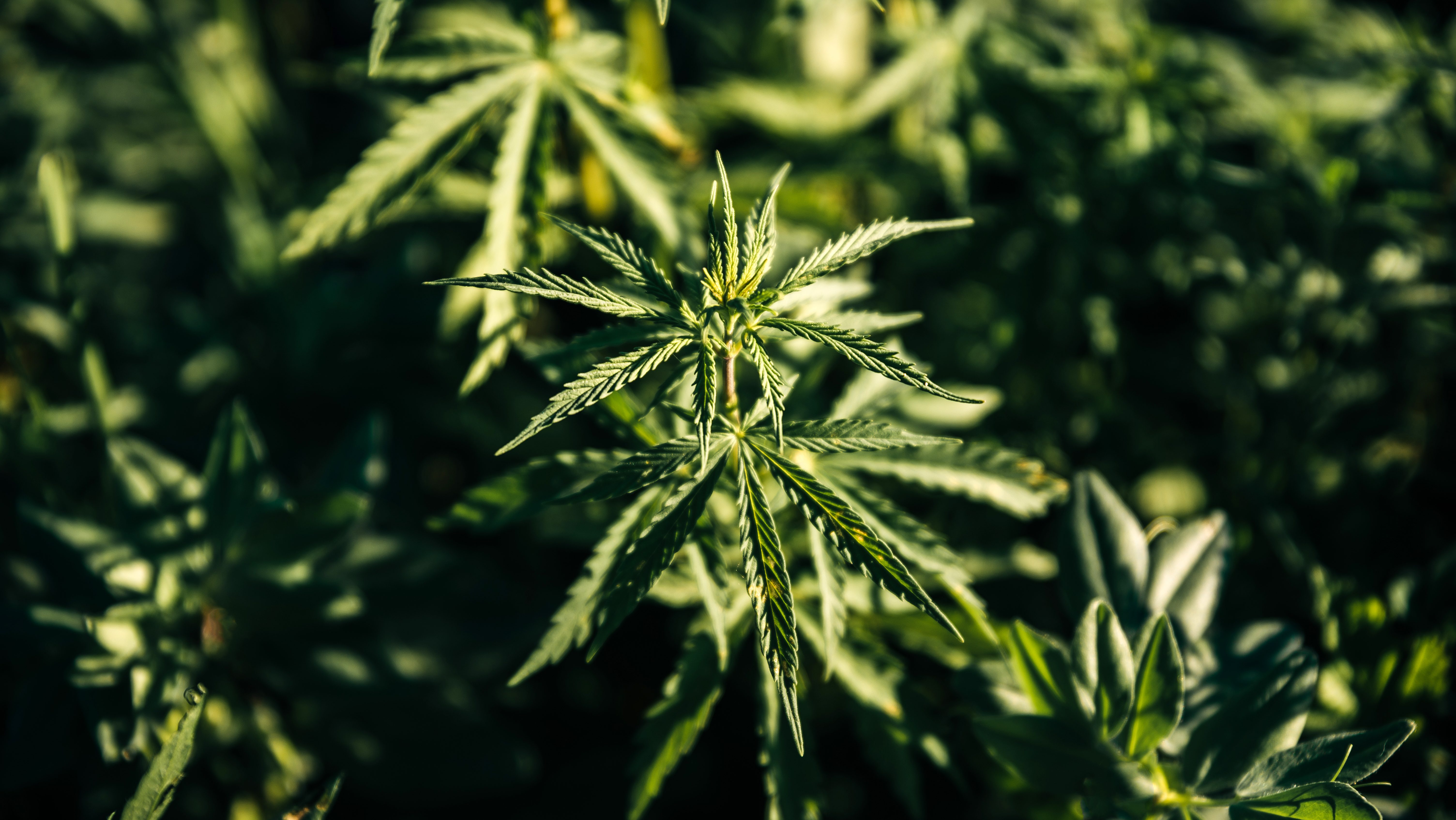 Cannibidiol is a compound that comes from a cannabis plant