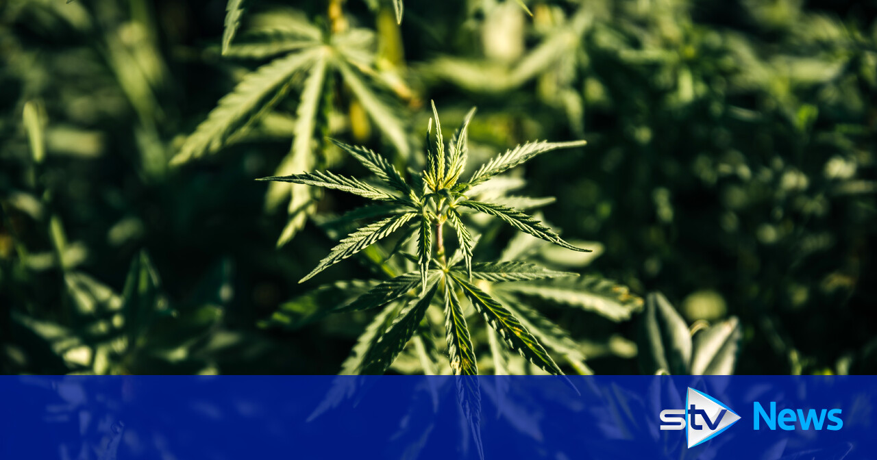 Almost Quarter Of A Million Worth Of Cannabis Found In Double Police 