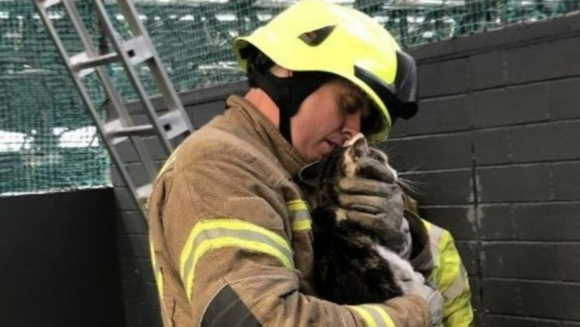 Balls! Cat rescued from football centre roof after month on the run