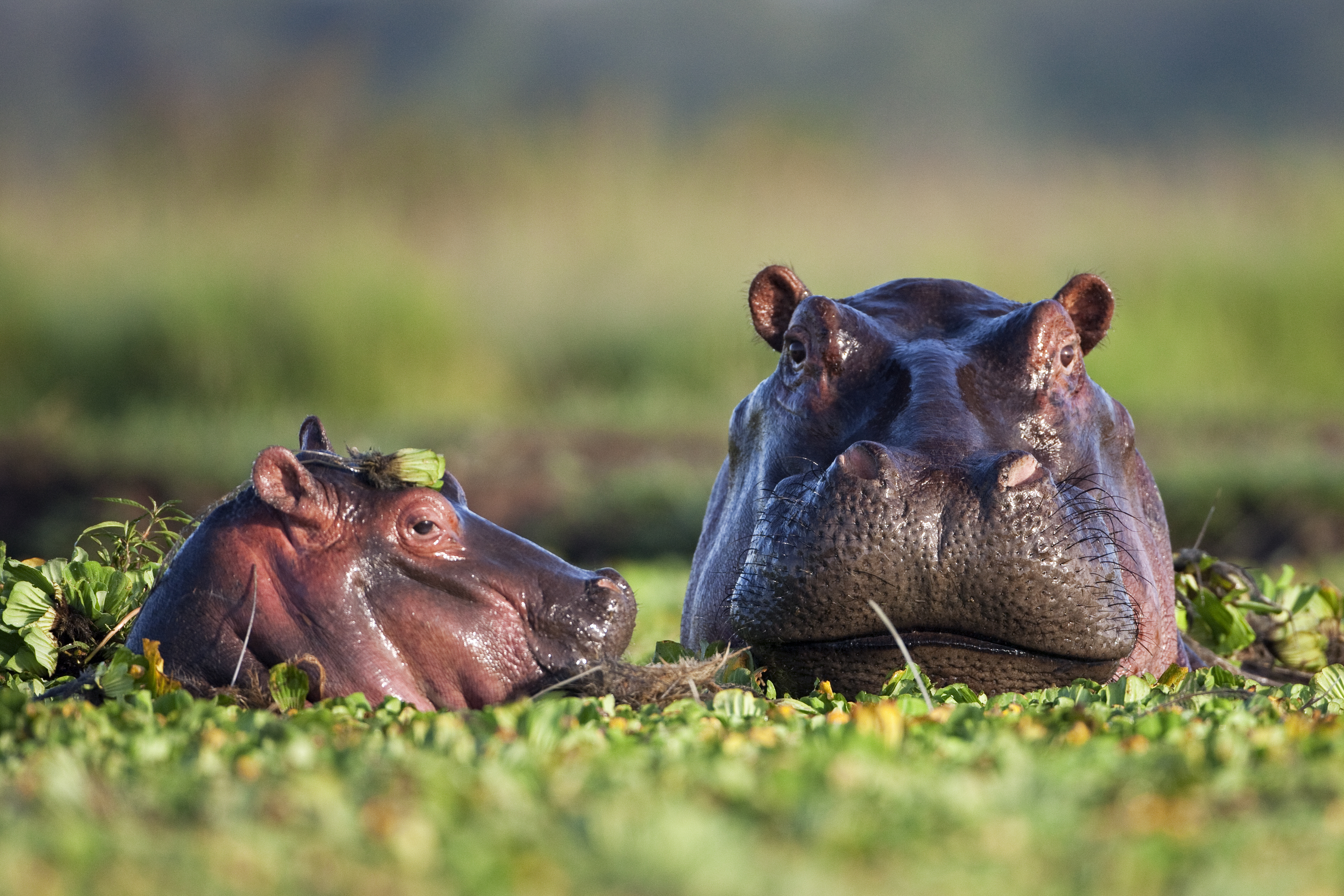 Hippos are among the species under threat.