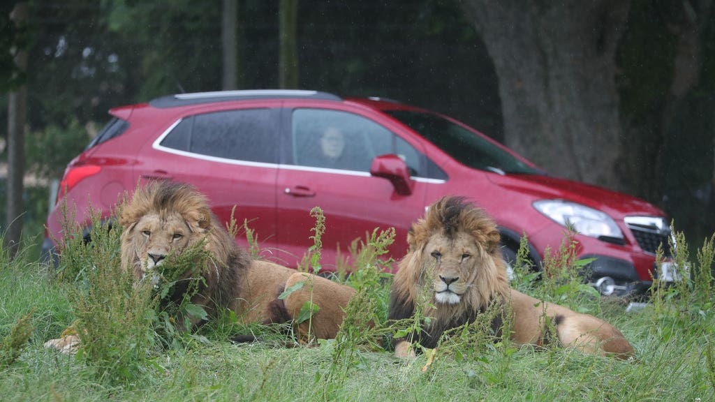 Call to investigate animal welfare concerns at safari park
