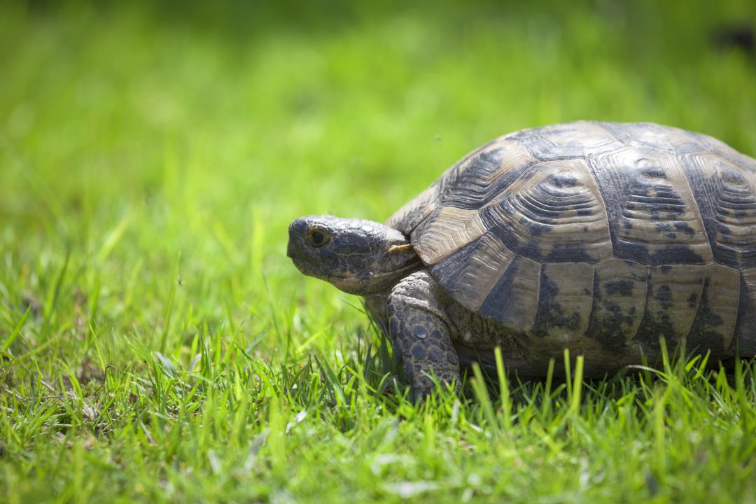 Fears tortoise ‘horrifically killed’ after charred remains found