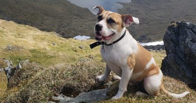 Hunt for mountain climbing dog who vanished in clouds at peak