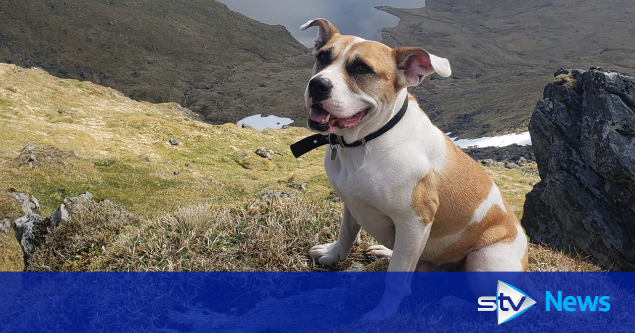 Hunt for mountain climbing dog who vanished in clouds at peak STV News