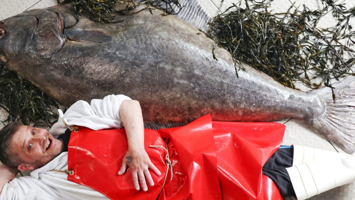 Fishmonger lands monster catch with massive 77kg halibut