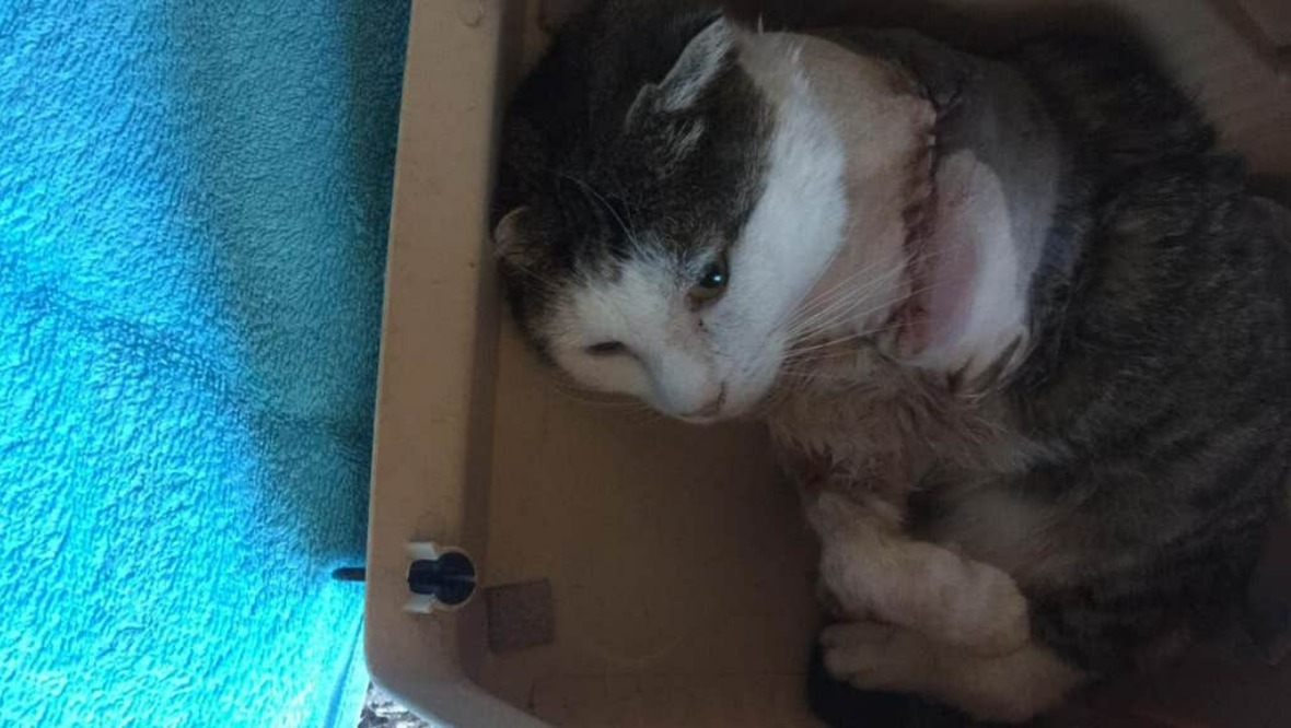 Cat has front leg amputated after gunshot wound