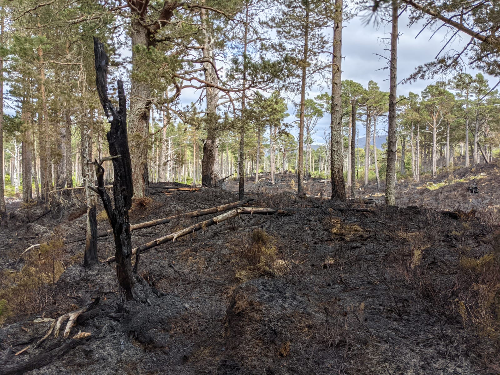 The ground was left scorched by the wildfire.