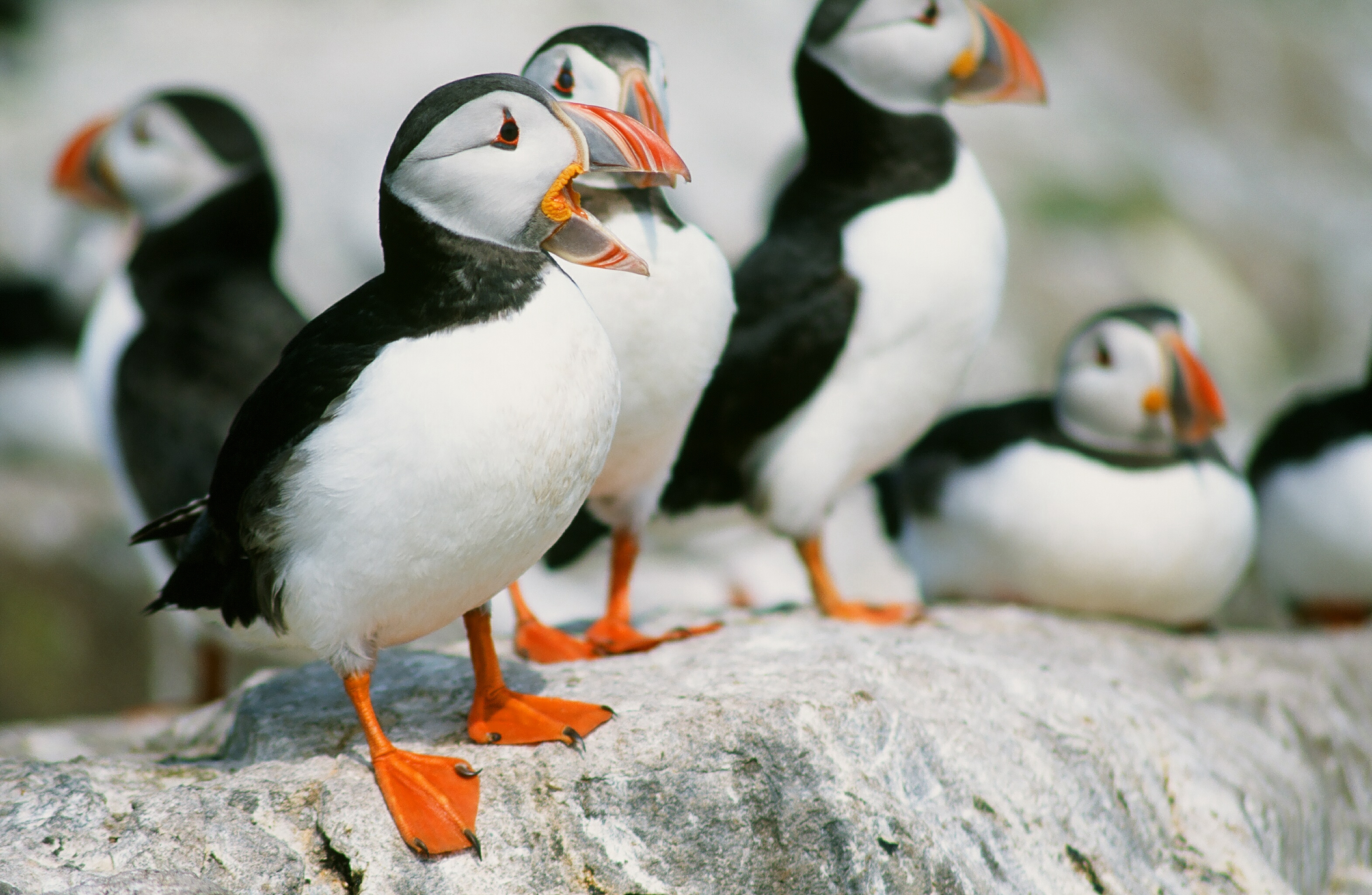 Atlantic Puffins' breeding success has been badly hit in the UK.