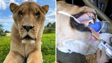 Lion abused in circus receives dental treatment in world first