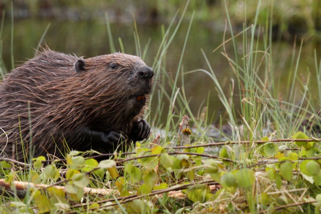 Beaver numbers in Scotland ‘more than double in three years’