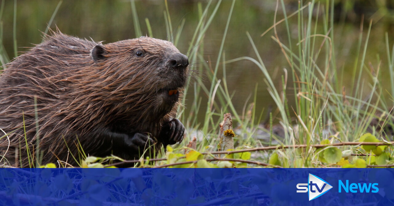 Charity launches legal challenge over killing of beavers STV News