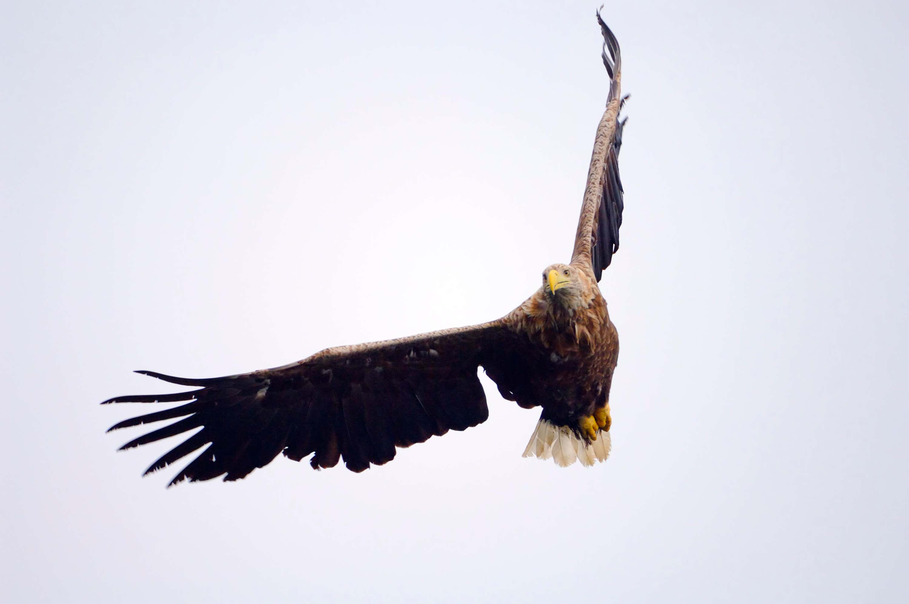 Sea eagles were reintroduced to Scotland in the 1970s.