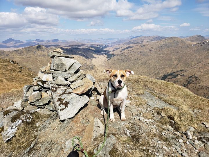 Gizmo is a three-year-old rescue dog.