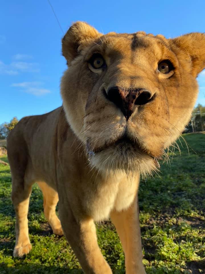 The rescued lion Boss at Five Sisters Zoo.