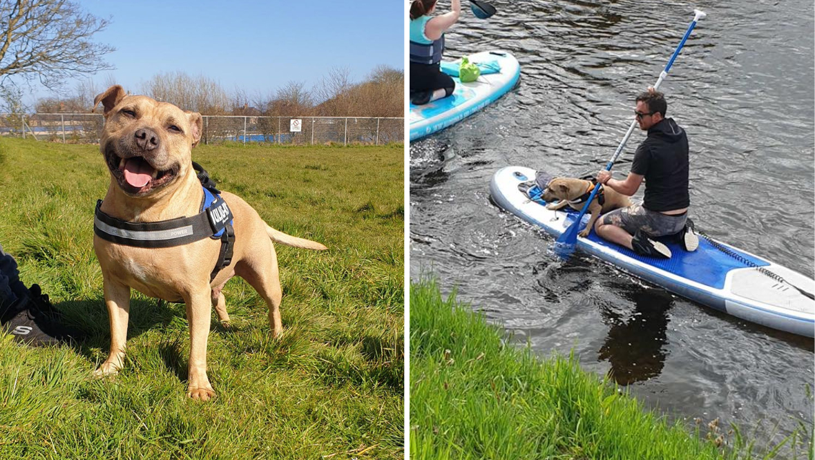 Paddle boarders praised for rescuing dog after fall into river