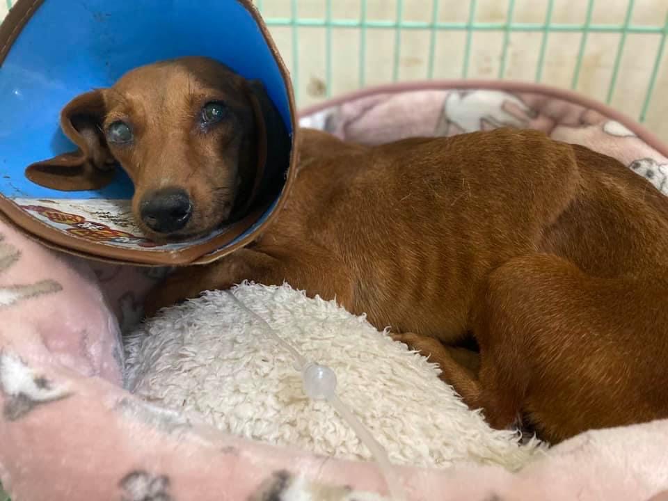 Faith was an 'emaciated wreck' and blind when rescued.