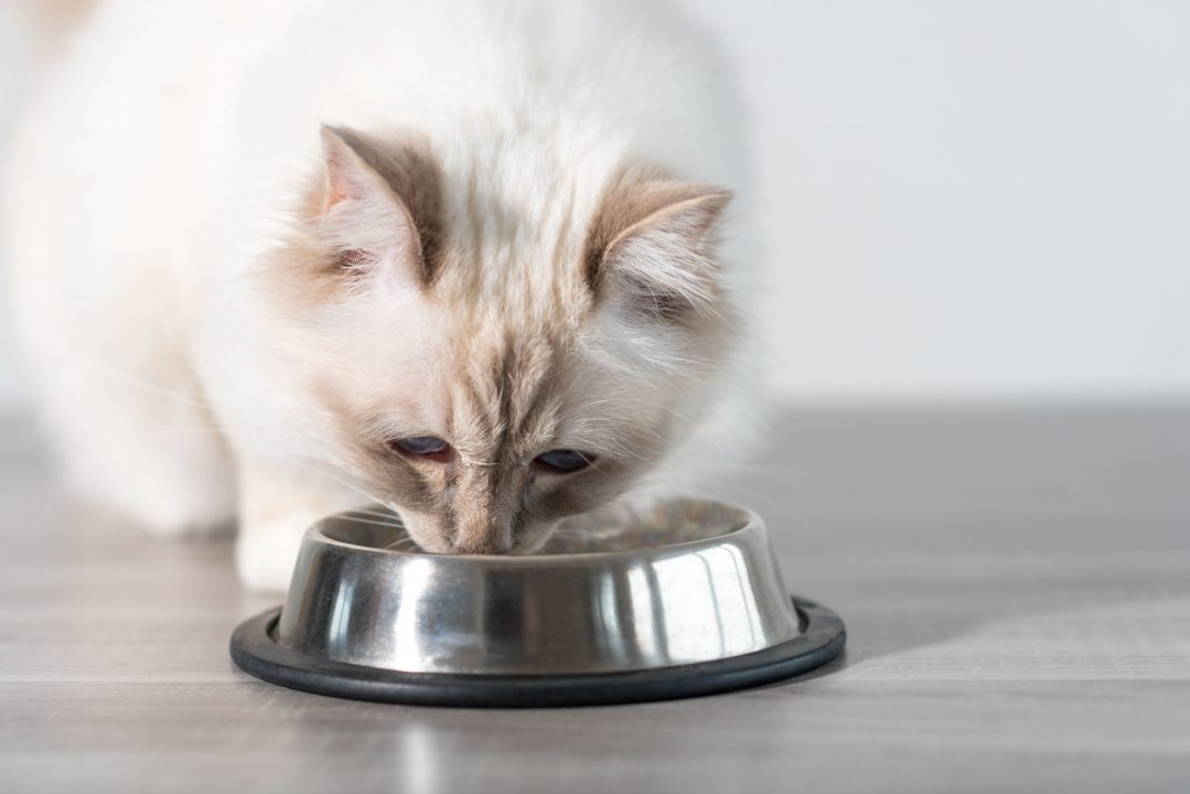 Cat food recalled over potential link to rare fatal disease