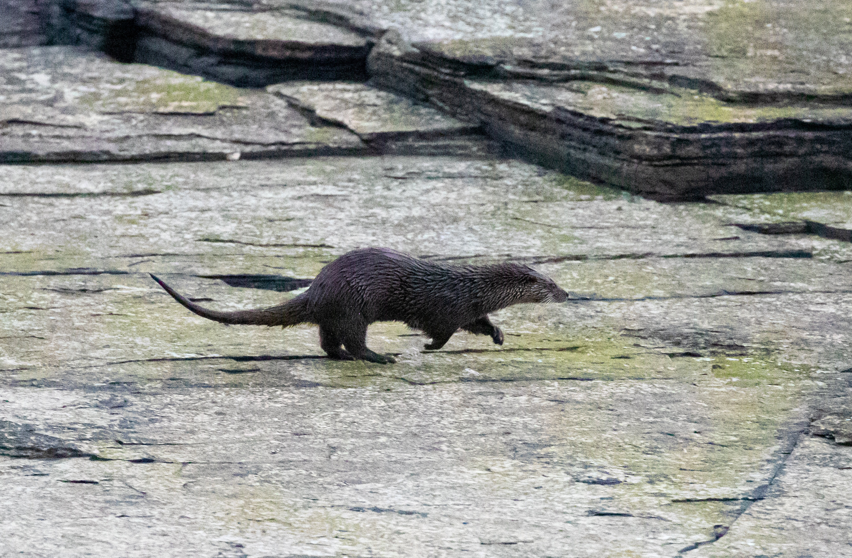 The sea otter was spotted just before entering the water. 