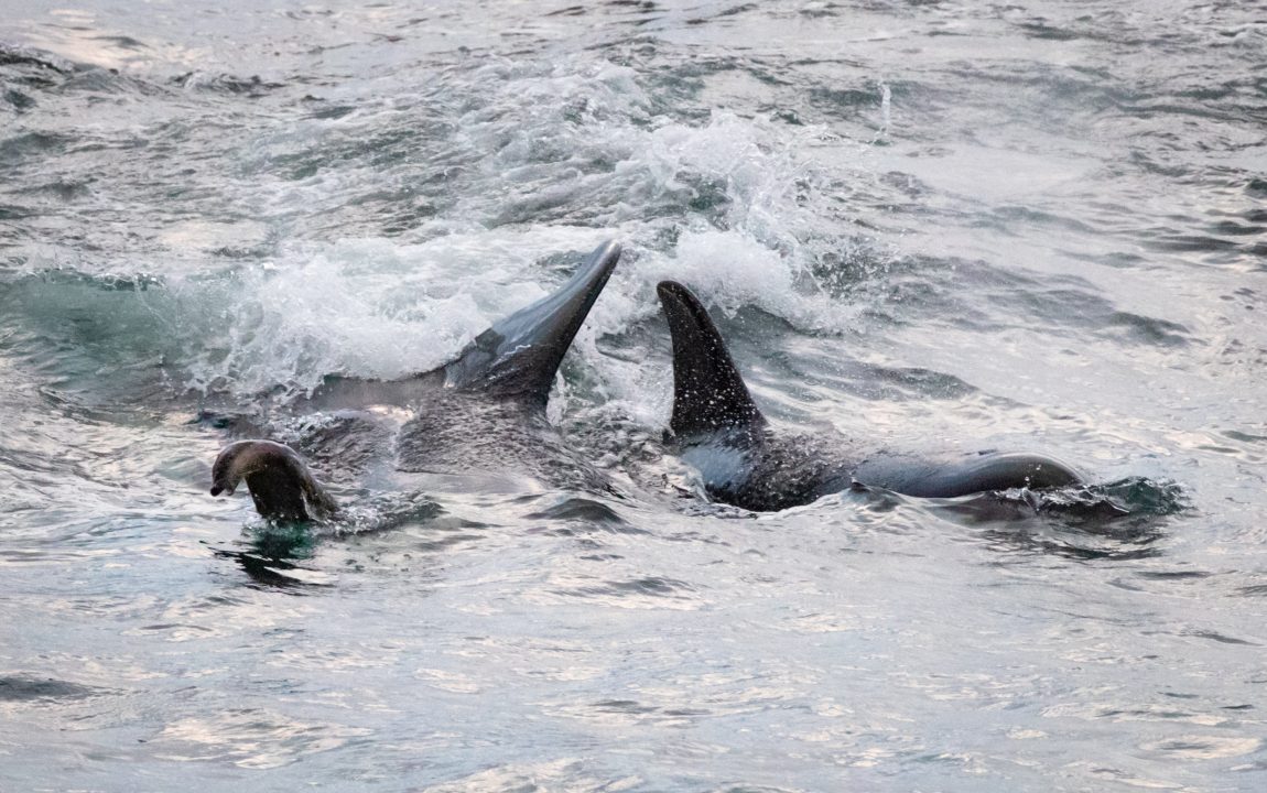 Pod of orcas spotted playing with sea otter in North Sea