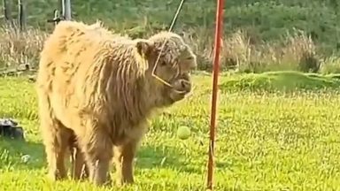 A little highland cow has been spotted playing swingball.