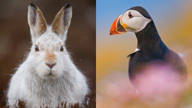Climate change threatens Scotland’s hares and puffins