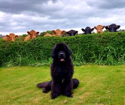 It’s behind moo: Curious cows surround dog for photograph