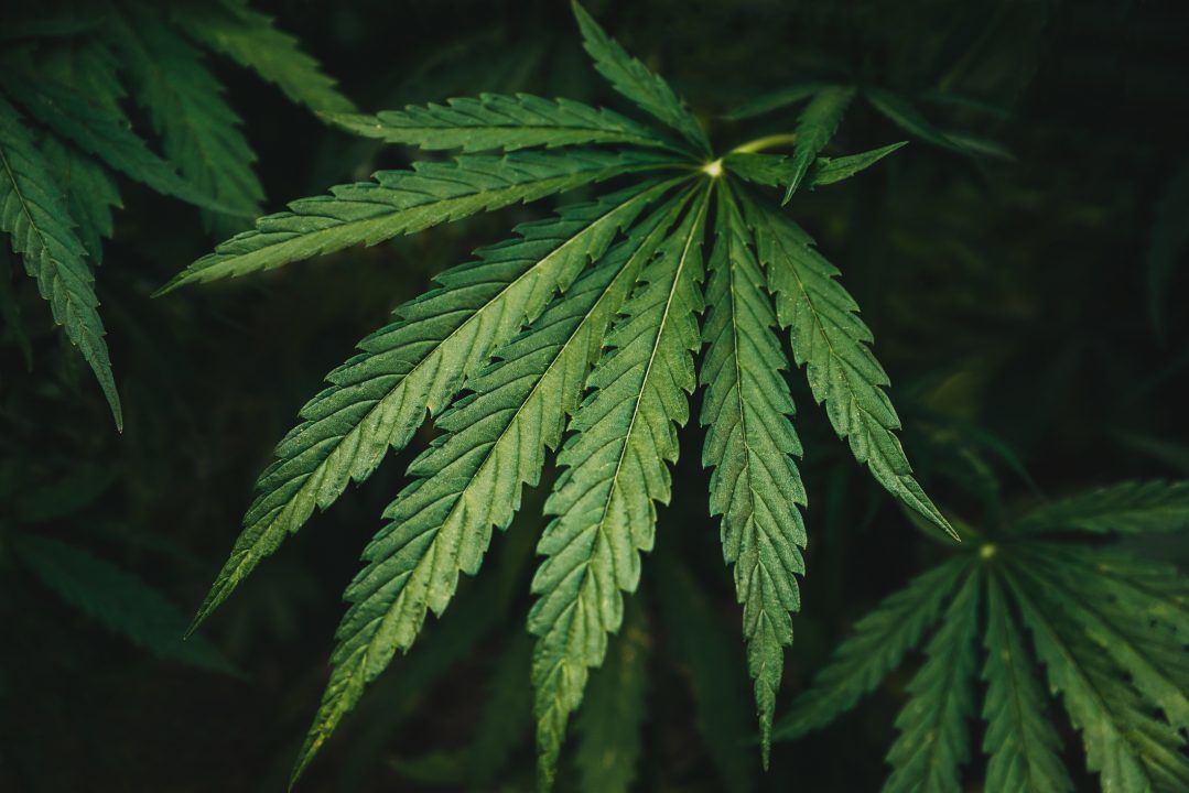 East Ayrshire crime team seize cannabis farm worth £800,000 in Patna drugs raid