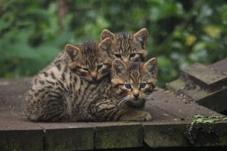 First-ever Scottish wildcat release approved by NatureScot to aid endangered species