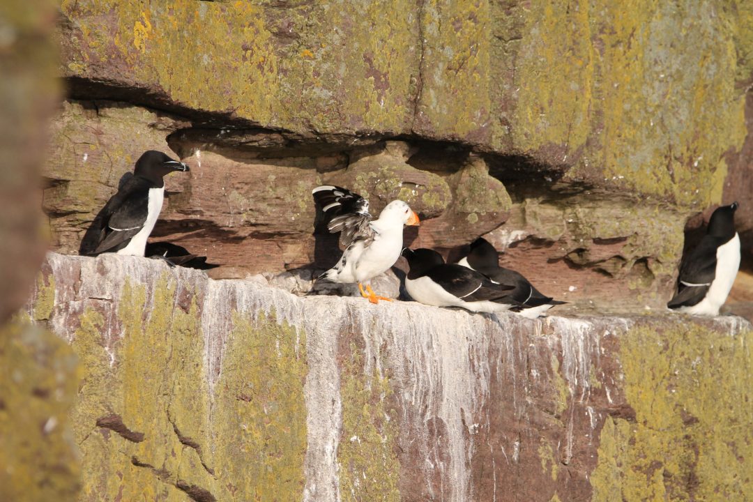 The white puffin on a ledge with razorbill birds.
