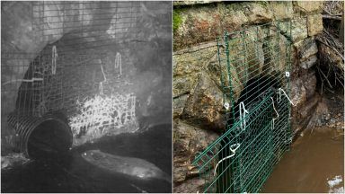 Critters enjoy Scotland’s first ever beaver tunnel
