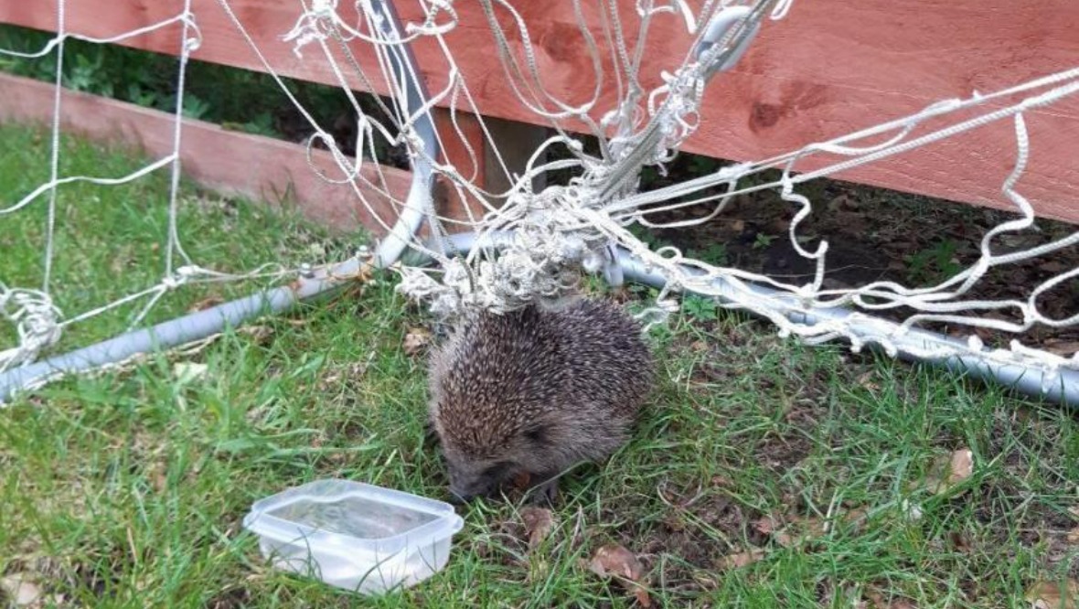 Hedgehog caught in a net. 