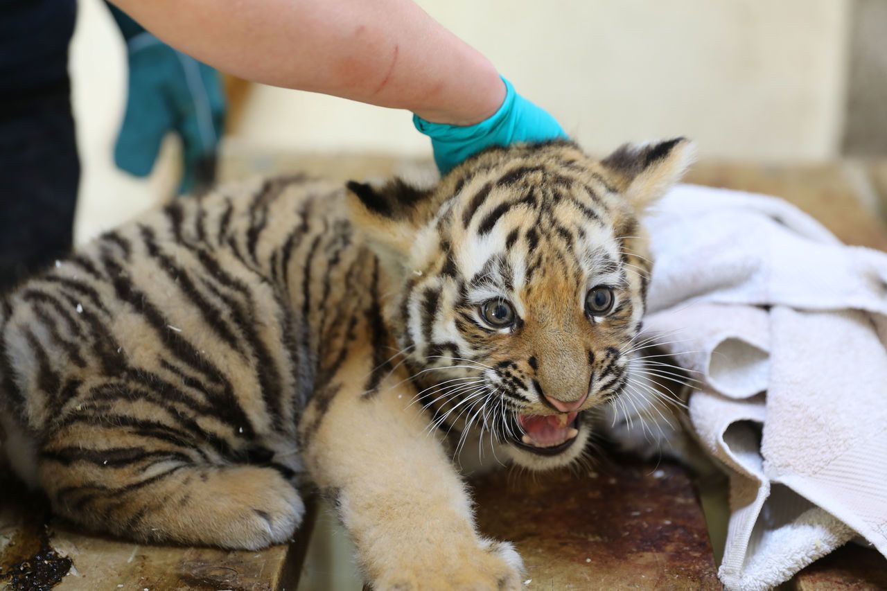 The three tiger cubs were born in May. (RZSS)
