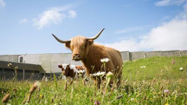 Cows join animals helping to preserve Culloden battlefield
