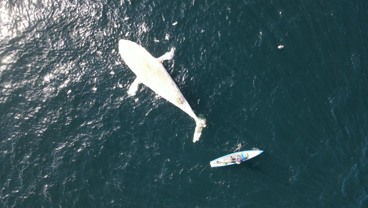 Paddleboarder finds dead humpback whale calf off coast