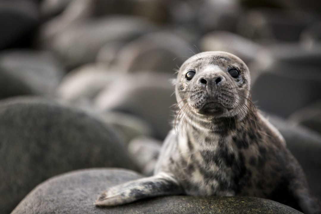 Tourists warned against ferrying seal pups into the water
