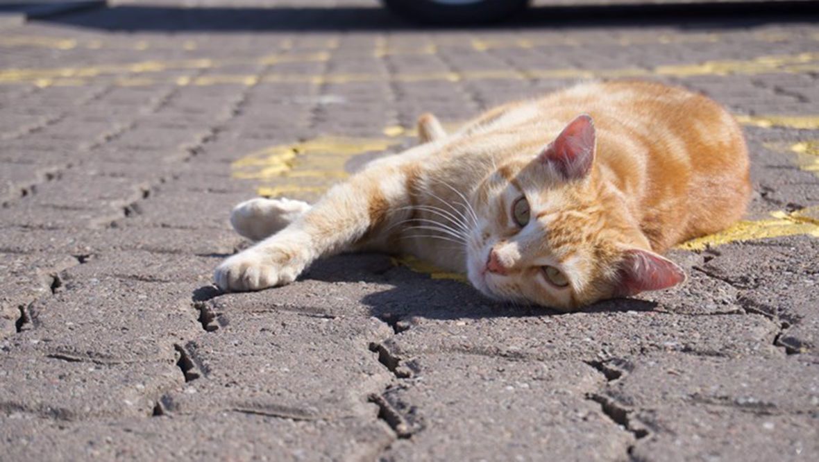 Mural bid for ‘celebrity’ cat killed in road accident