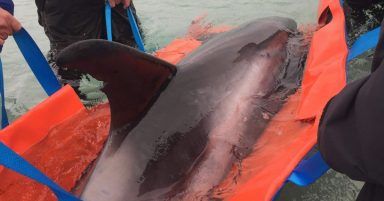 Rescue of injured dolphin ends in tragedy after hours of effort